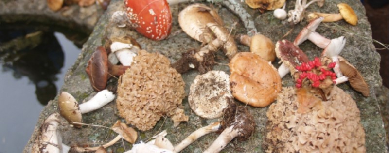 De setas y Princesas